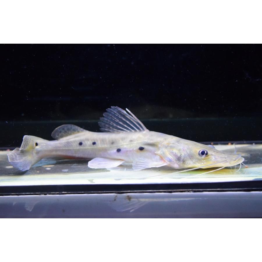 男の子向けプレゼント集結 ナマズ エイティーンスポットシャベルノーズキャット 23cm Ig カスターニョ 観賞魚生体 Cloudsupport247 Net