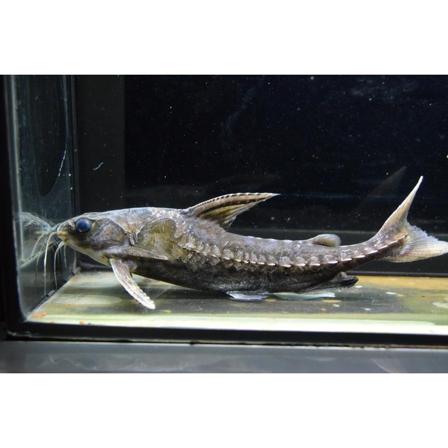 男性に人気 ナマズ バクーペドラ トカンチンス 24cm 観賞魚生体