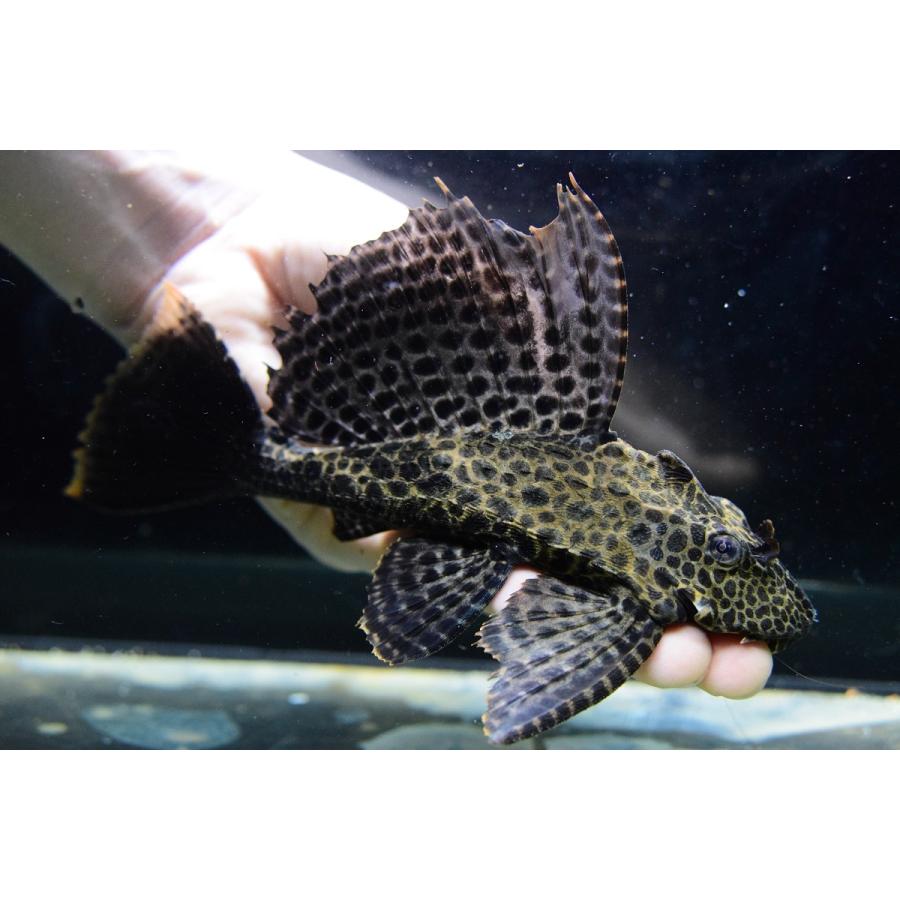 ニューアカリボルダード　”プルス”　17cm