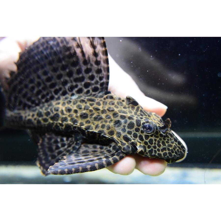 ニューアカリボルダード　”プルス”　17cm 