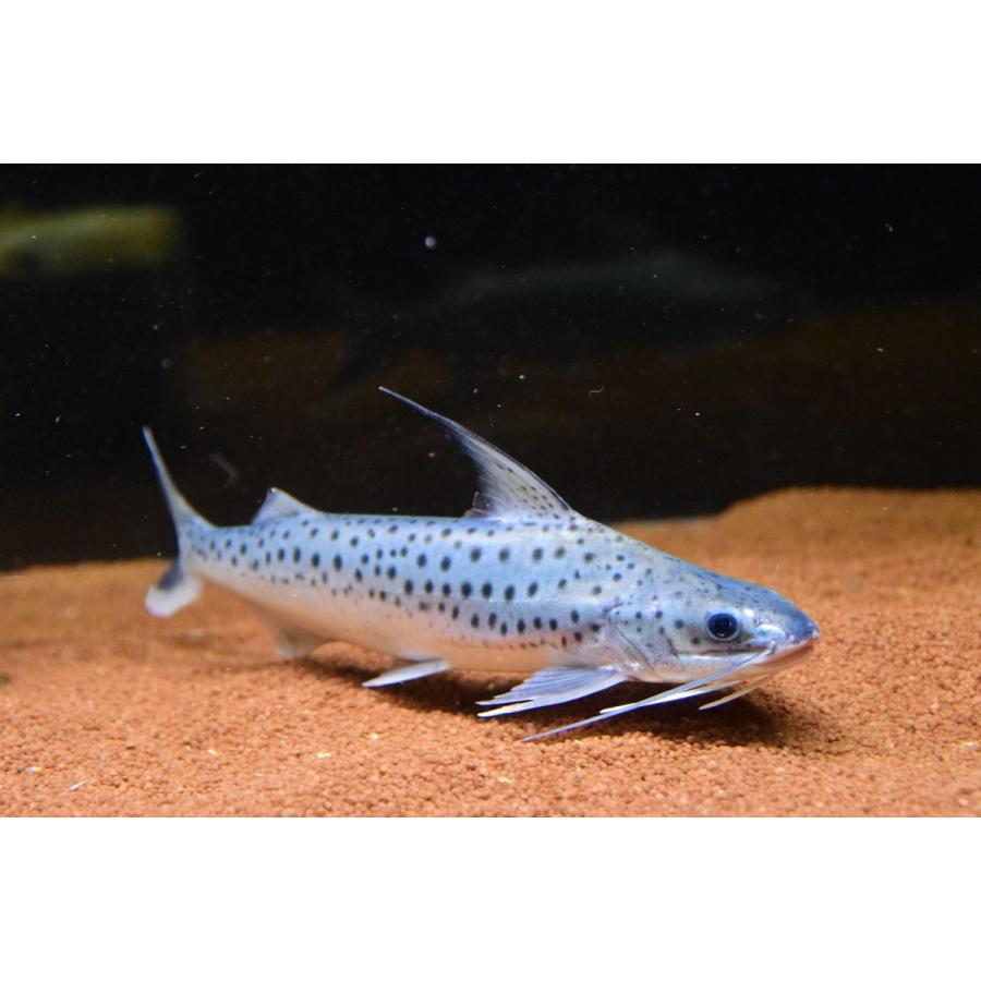 フィダルゴ　”タパジョス”　25cm程(110880円)