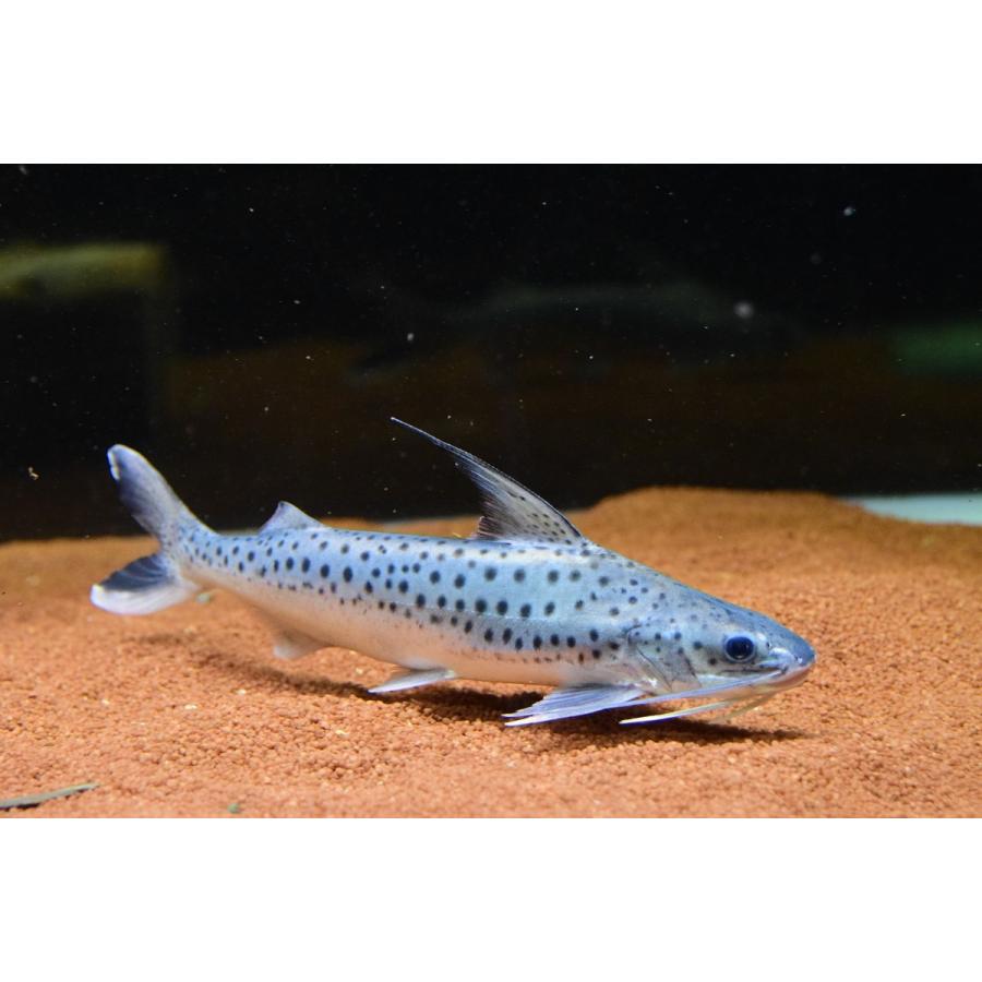 《送料込》 フィダルゴ　”タパジョス”　25cm程 【AA3043689039】(110880円)