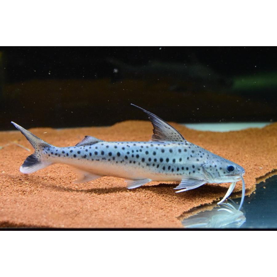 《送料込》 フィダルゴ　”タパジョス”　25cm程 【AA3043689039】(110880円)