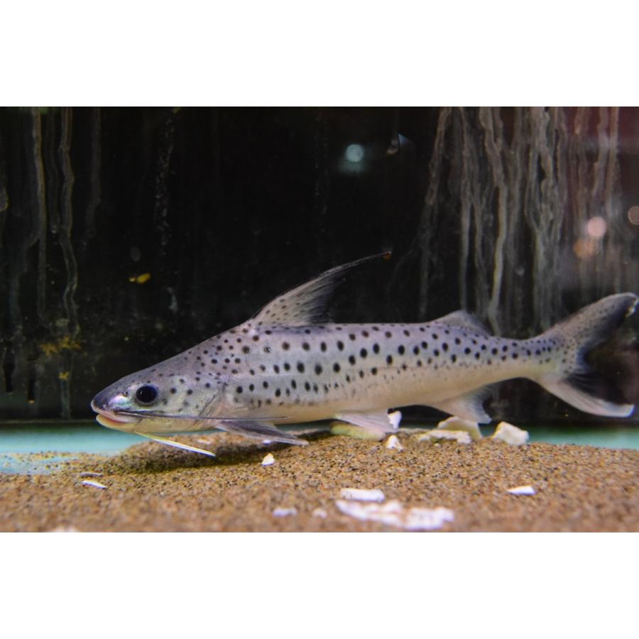 《送料込》 フィダルゴ　”タパジョス”　25cm程 【AA3043689039】(110880円)