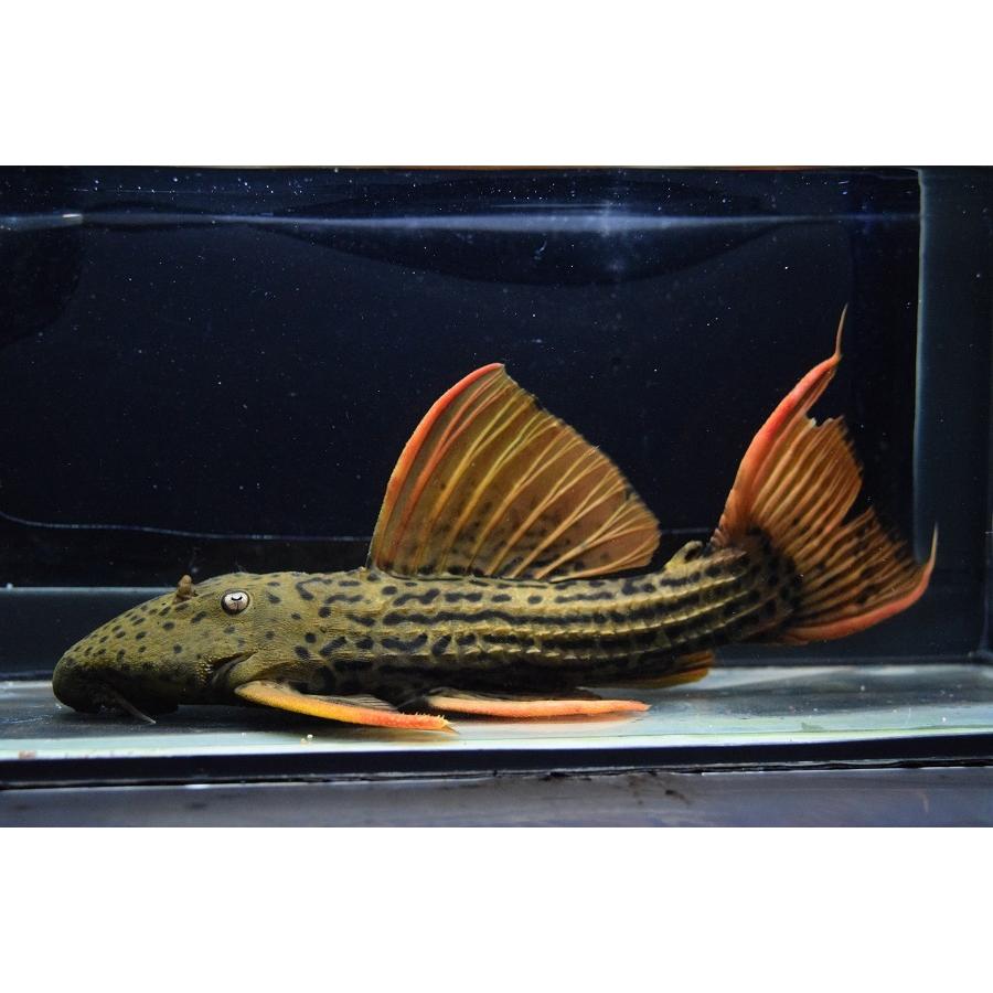 （新品,未開封） ウルトラスカーレットトリム　”アウデイア”　27cm 【ZYX3381875511】(123200円)