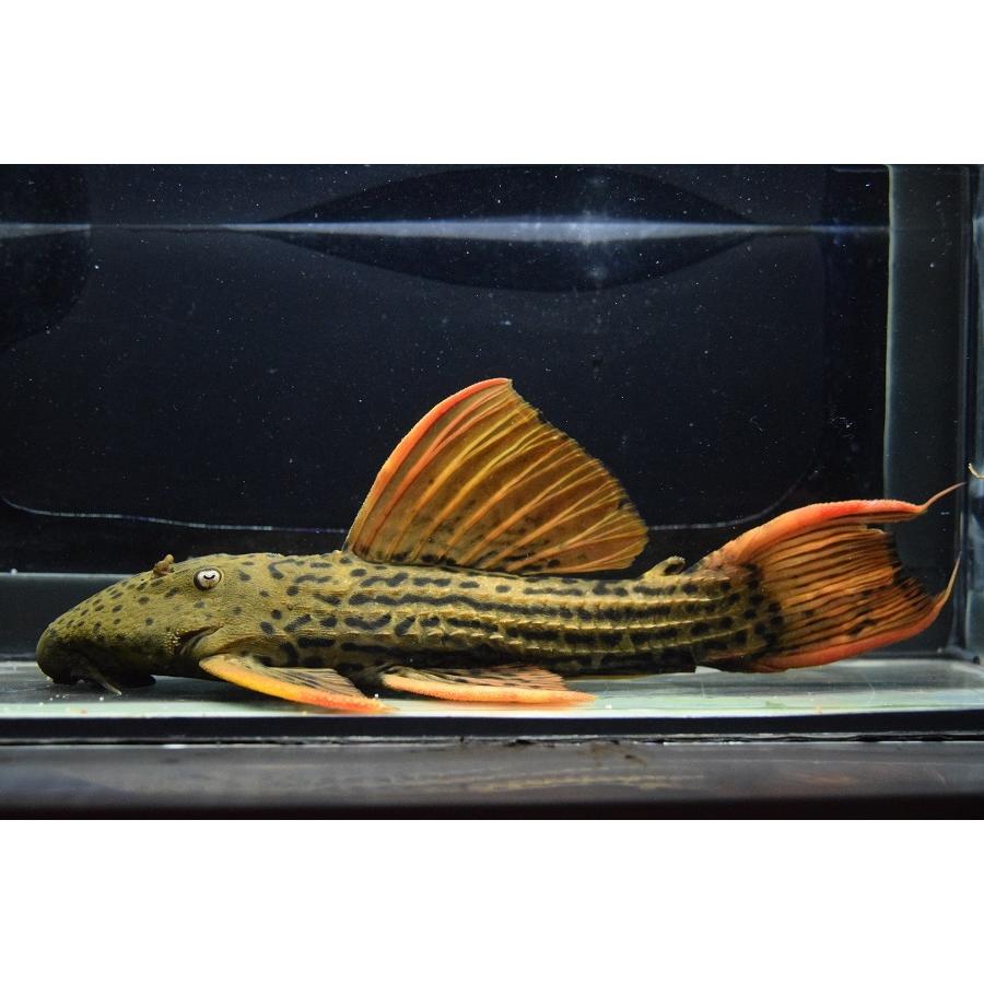 （新品,未開封） ウルトラスカーレットトリム　”アウデイア”　27cm 【ZYX3381875511】(123200円)