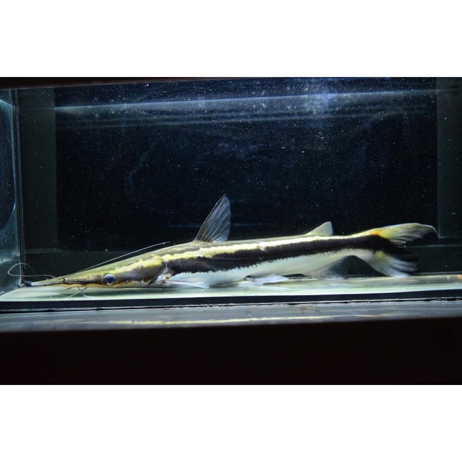 匿名配送 シャベルノーズキャット　”アラグアイア”　35cm程 【YWU7222718711】(26312円)