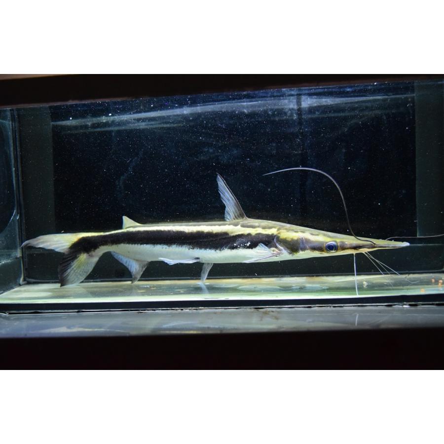 匿名配送 シャベルノーズキャット　”アラグアイア”　35cm程 【YWU7222718711】(26312円)