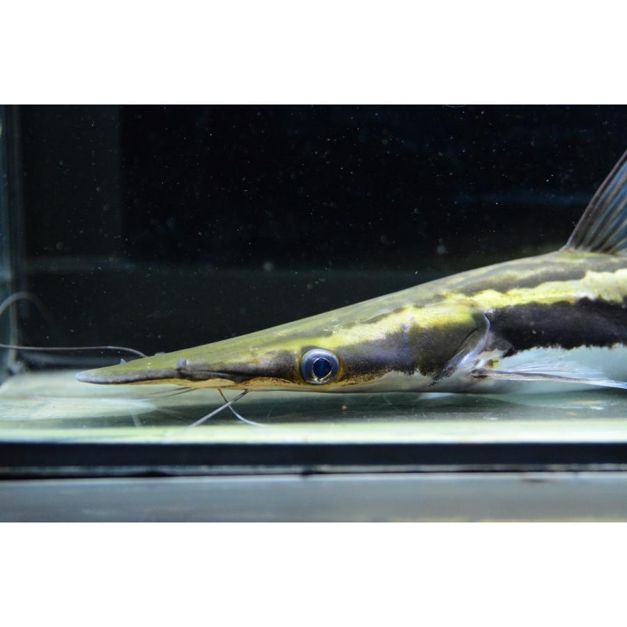 匿名配送 シャベルノーズキャット　”アラグアイア”　35cm程 【YWU7222718711】(26312円)