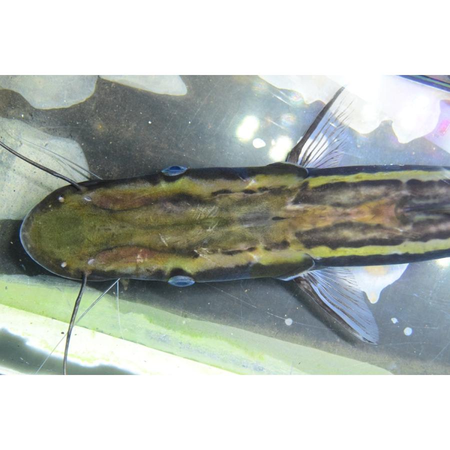 匿名配送 シャベルノーズキャット　”アラグアイア”　35cm程 【YWU7222718711】(26312円)