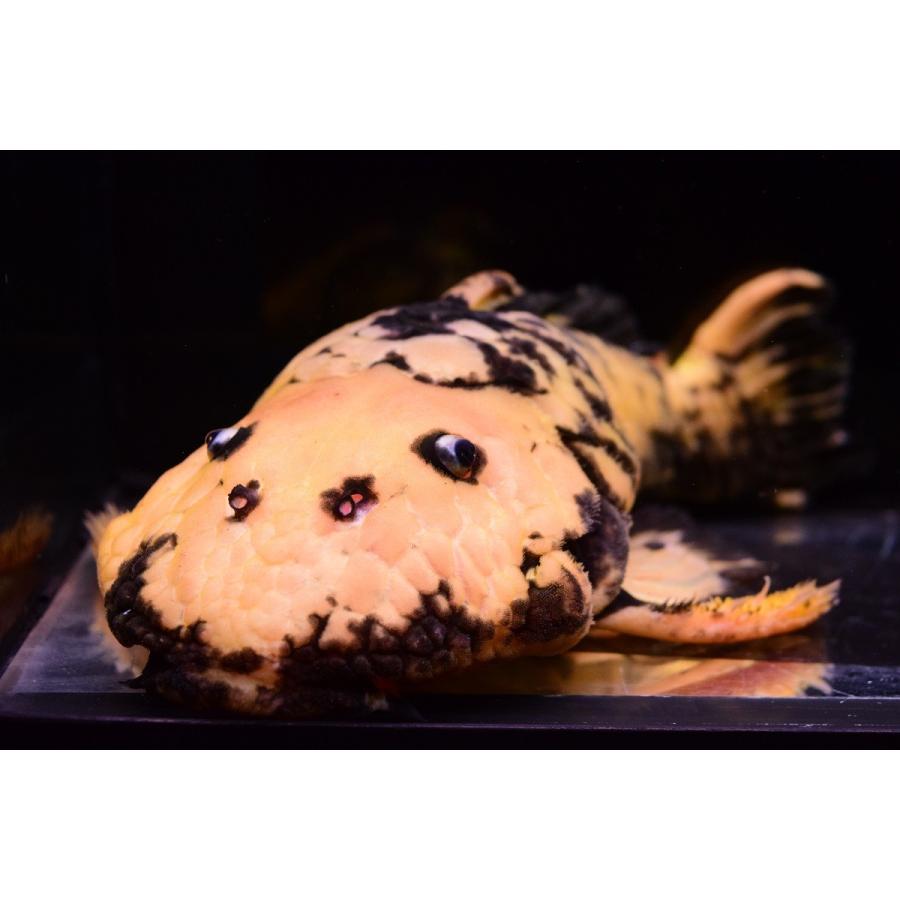 ゴールデンマーブルダルマプレコ　”ブラジル”　20cm