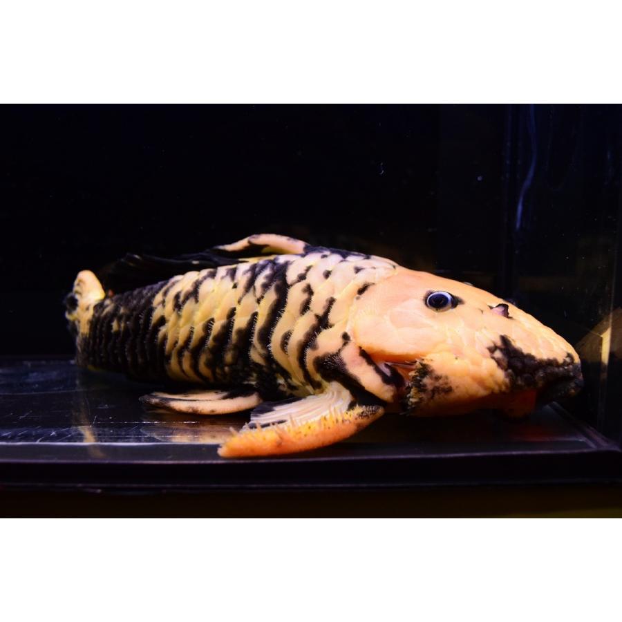 ゴールデンマーブルダルマプレコ　”ブラジル”　20cm 