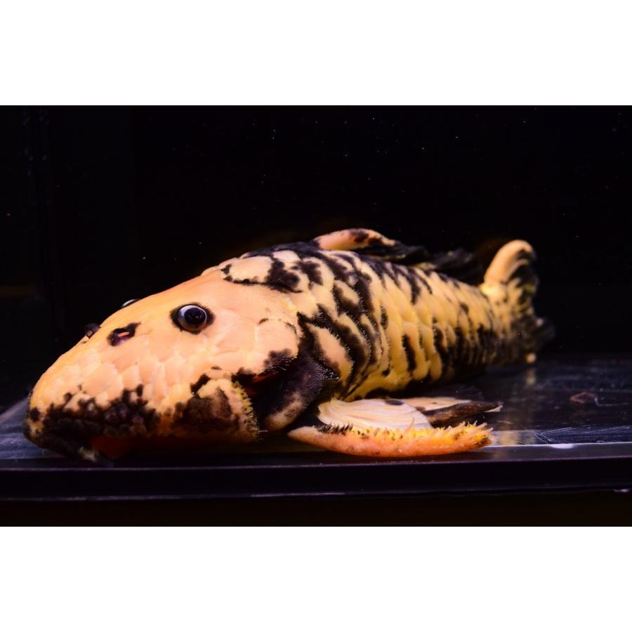 ゴールデンマーブルダルマプレコ　”ブラジル”　20cm 