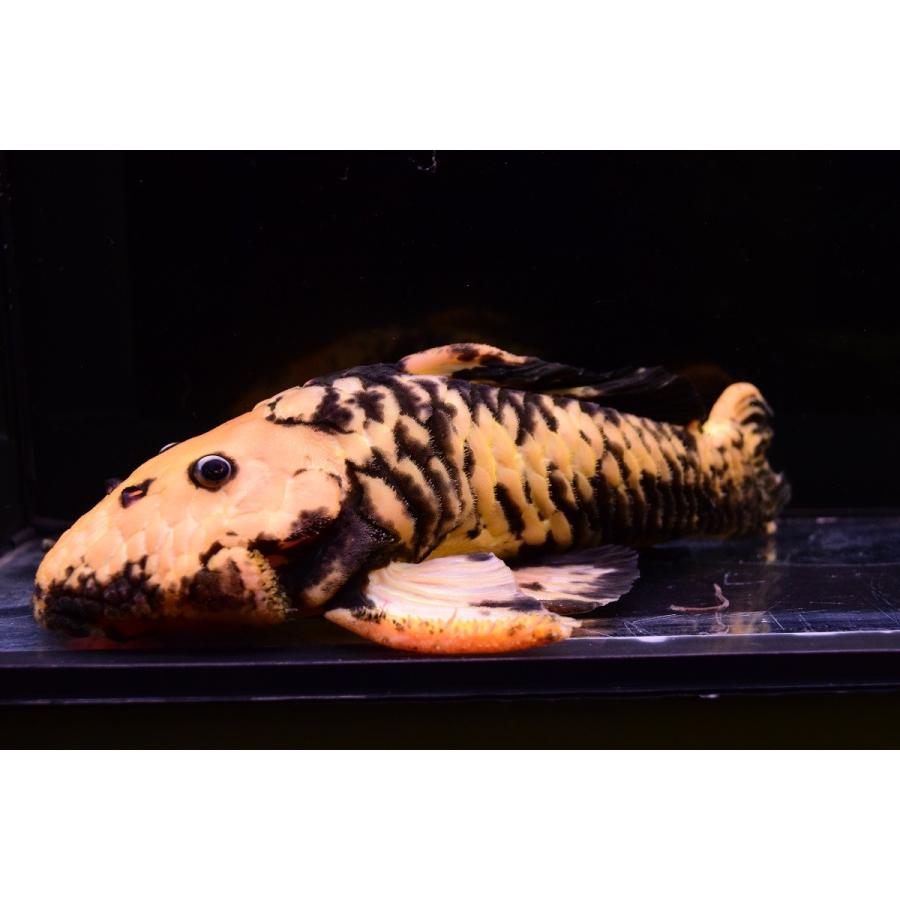 ゴールデンマーブルダルマプレコ　”ブラジル”　20cm 