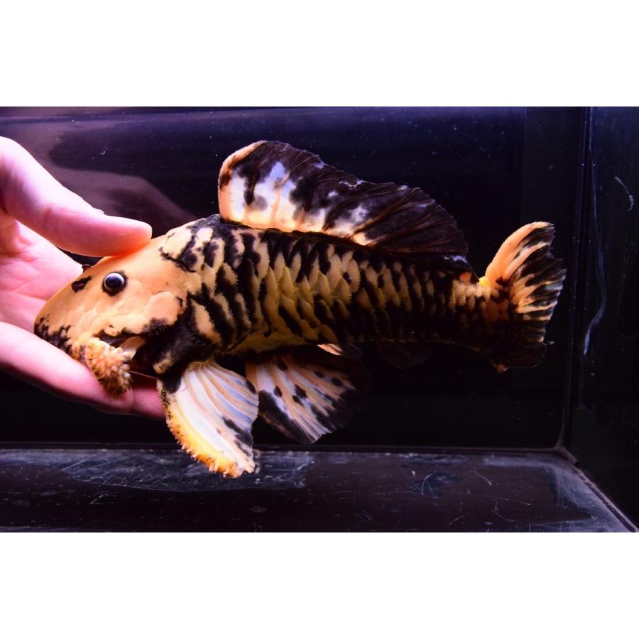 ゴールデンマーブルダルマプレコ　”ブラジル”　20cm 