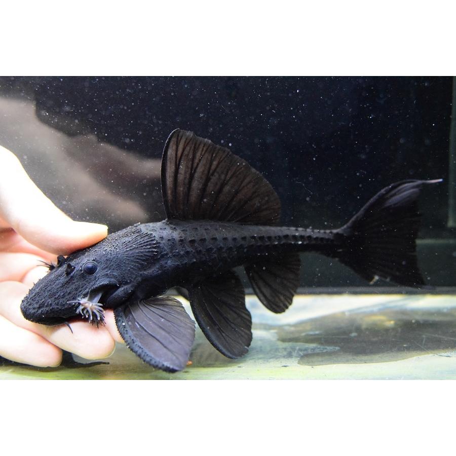 ガリバープレコ　”トカンチンス”　18-19cm　No.1