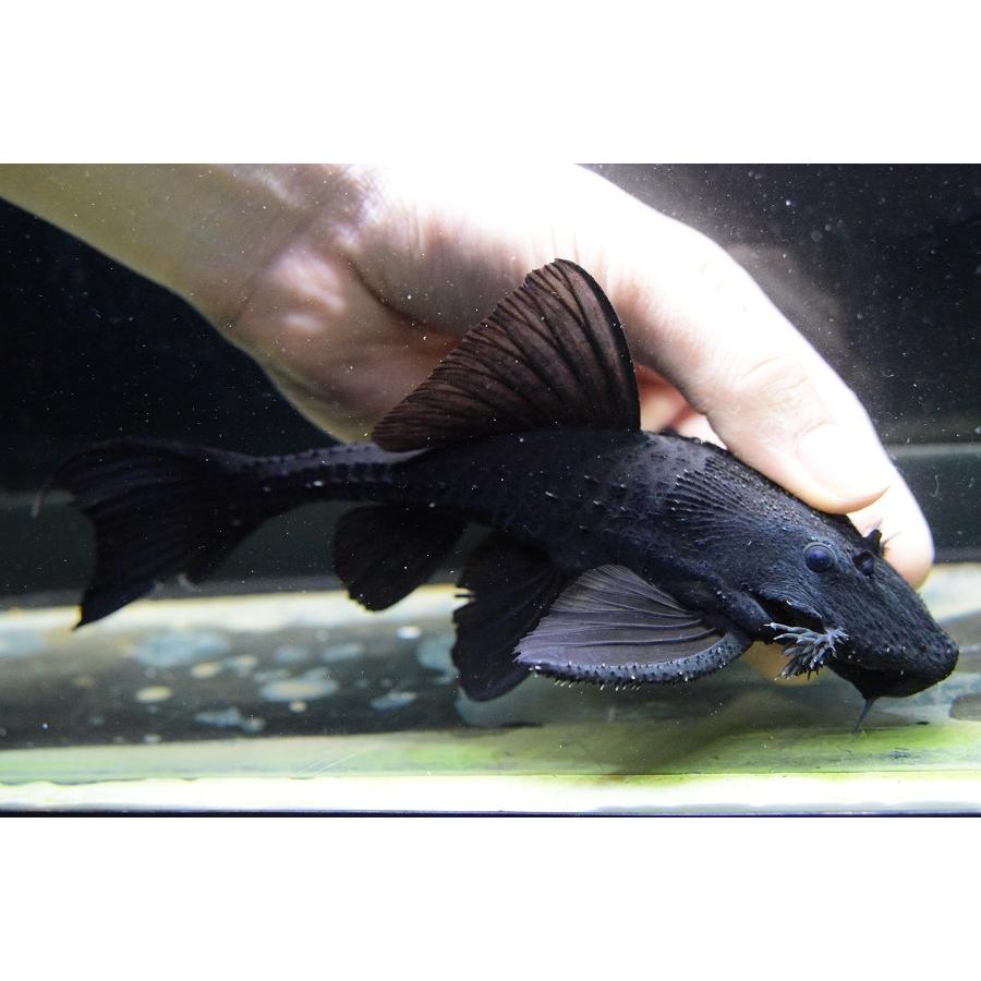 ガリバープレコ　”トカンチンス”　18-19cm　No.1 