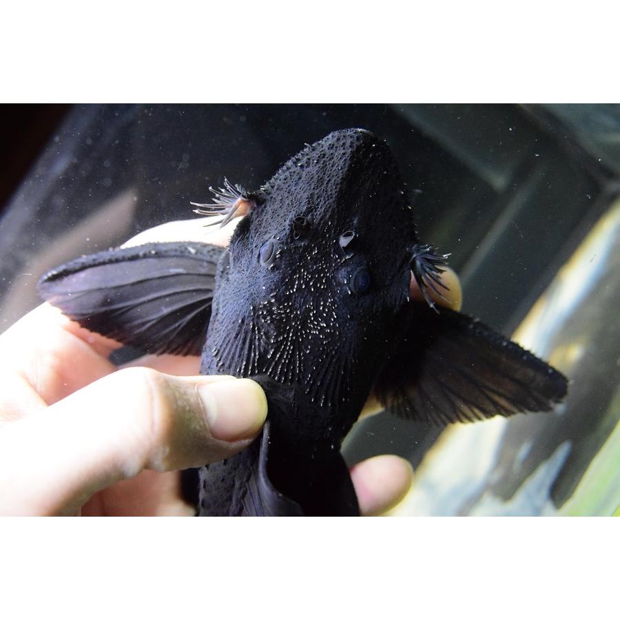 ガリバープレコ　”トカンチンス”　18-19cm　No.1 