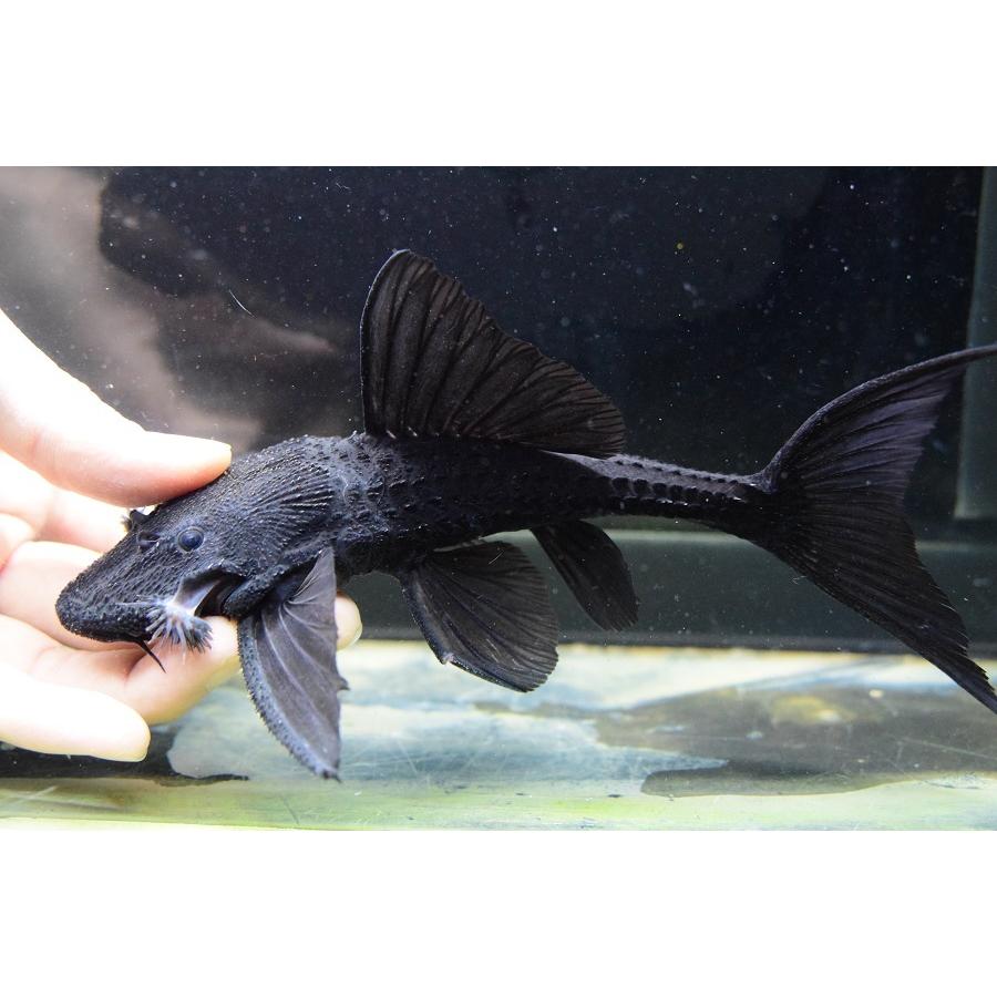 ガリバープレコ　”トカンチンス”　18-19cm　No.2