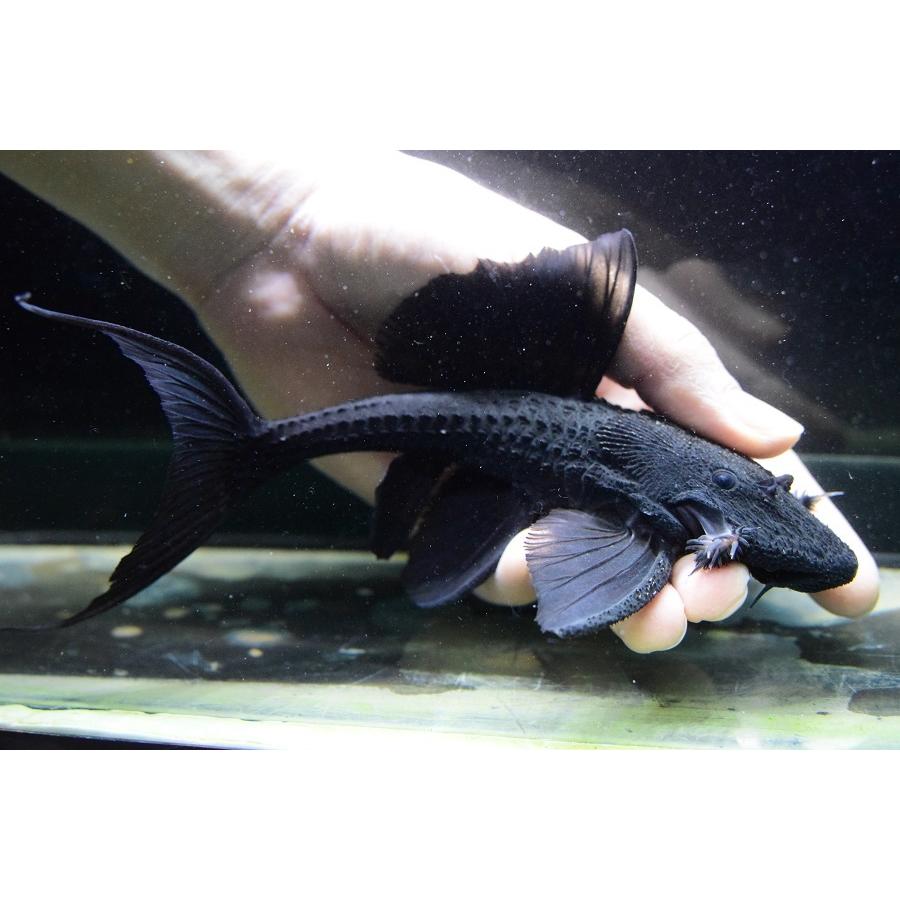 ガリバープレコ　”トカンチンス”　18-19cm　No.2 