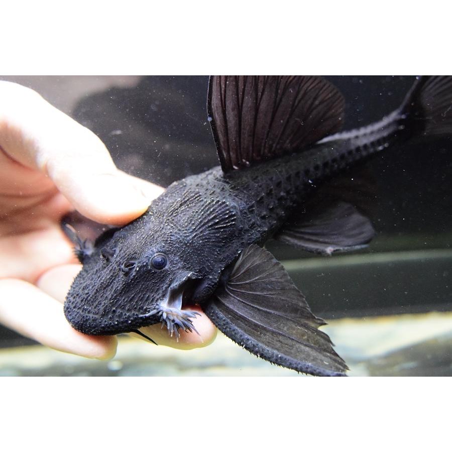 ガリバープレコ　”トカンチンス”　18-19cm　No.2 