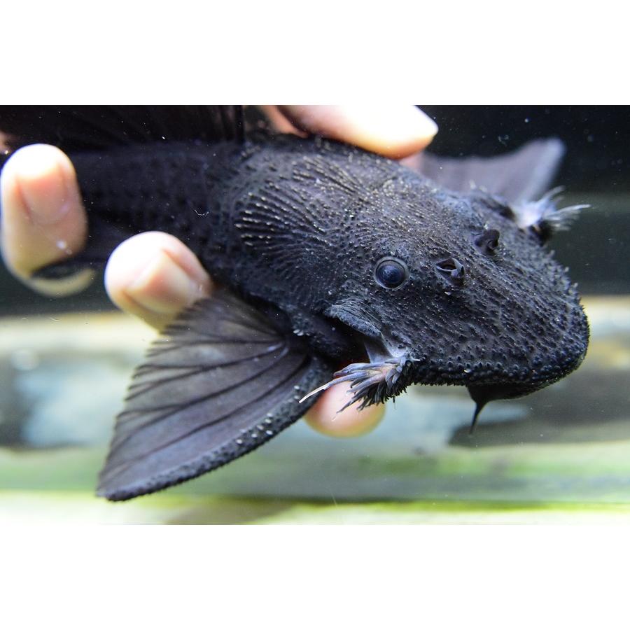 ガリバープレコ　”トカンチンス”　18-19cm　No.2 