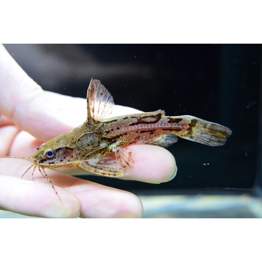 メロドラス・ンヘコ ”パンタナール” 7-8cm 熱帯魚