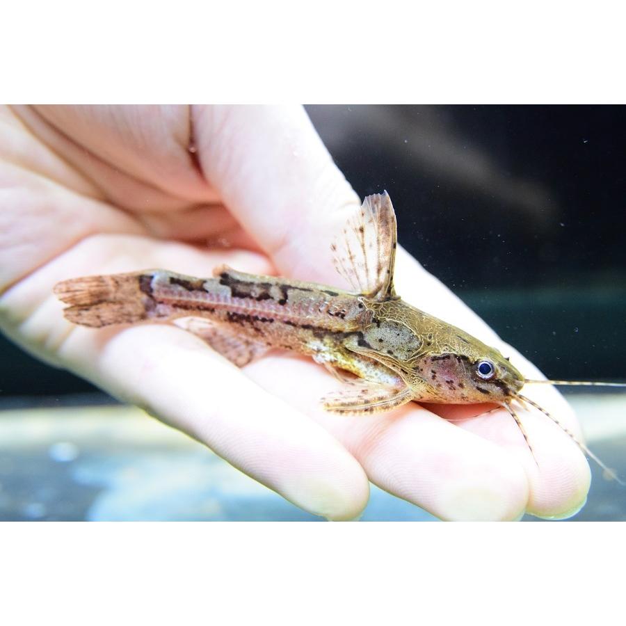 お気にいる ナマズ 7 8cm パンタナール メロドラス ンヘコ 観賞魚生体 Maeteep Ngao Go Th