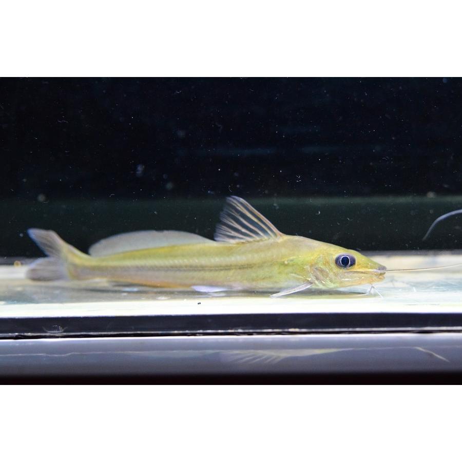 販売特価 ロングボディレインボーピメロディア ルプルニ 13 15cm Sacat1149 Rivers World Netのロングボディレインボーピメロディア World Rivers Net 売り出し正本
