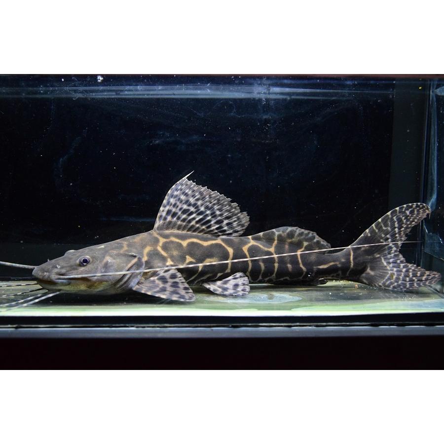 セイルフィンキャット ラーゴ カスターニャ 32 33cm 熱帯魚 Netのセイルフィンキャット Sacat1152 World 観賞