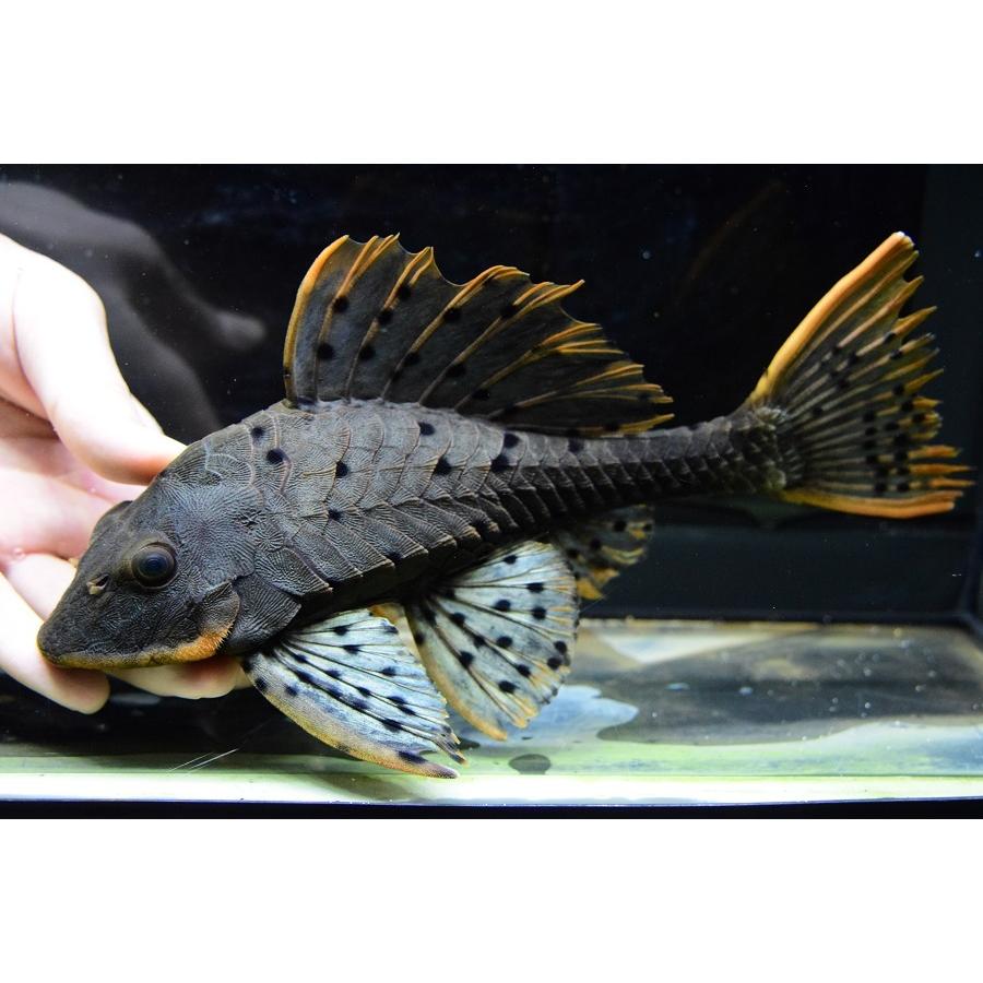 アーマードプレコ 20センチオーバー