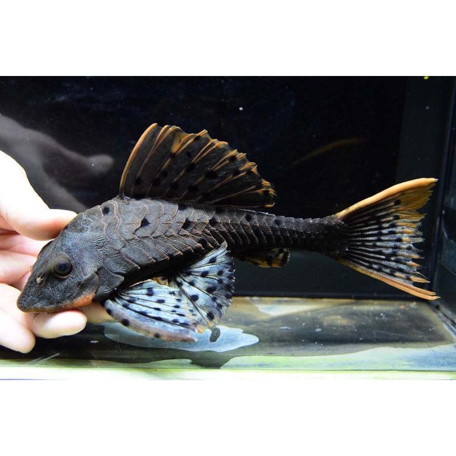 オレンジフィンアーマードプレコ　”ブランコ”　20-21cm　No.2