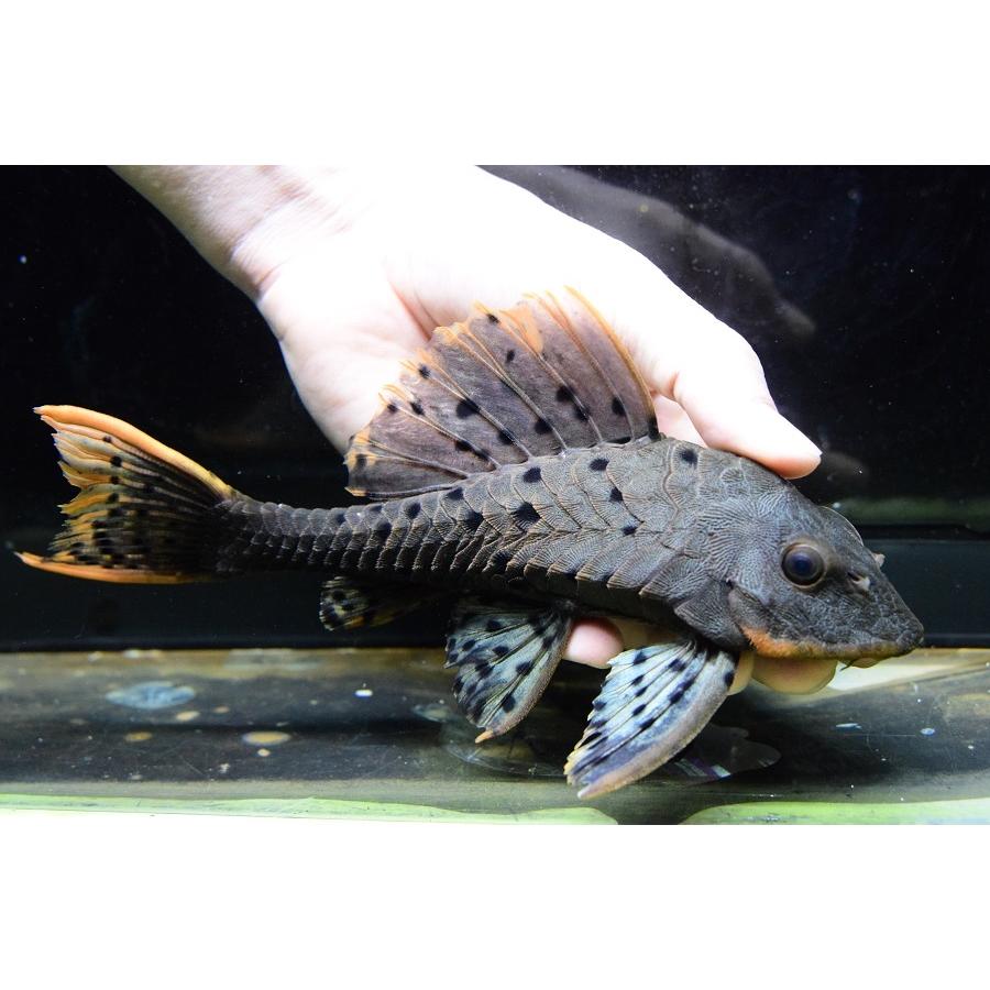 【2026年1月8日以降の発送予定】 オレンジフィンアーマードプレコ　”ブランコ”　20-21cm　No.2 【Q2260373948】(14430円)