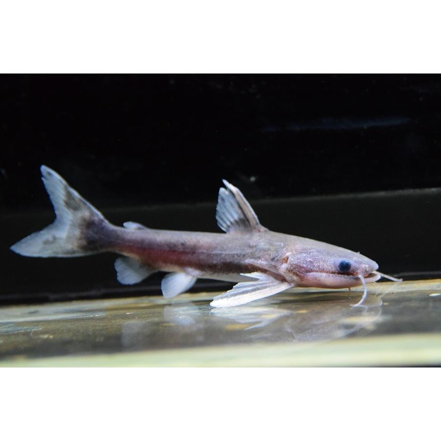 22春大特価セール ナマズ メガマウスキャット リオ シングー 11cm 観賞魚生体 Labexco Com