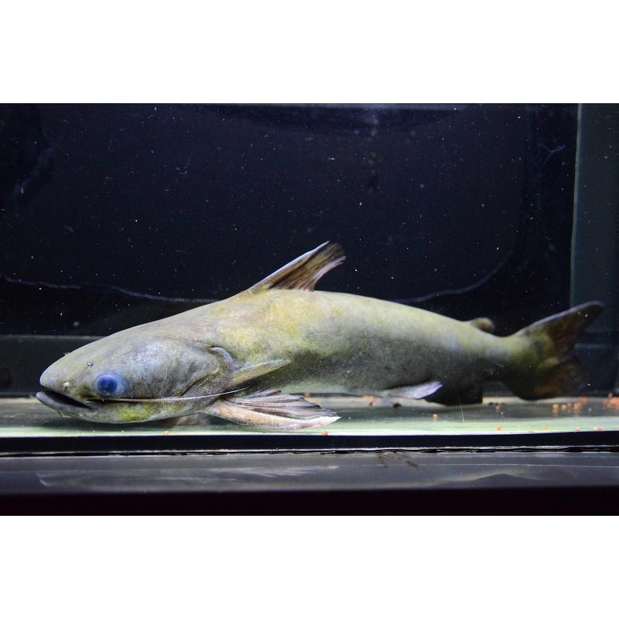 アンフィビウス ナイバシャ産