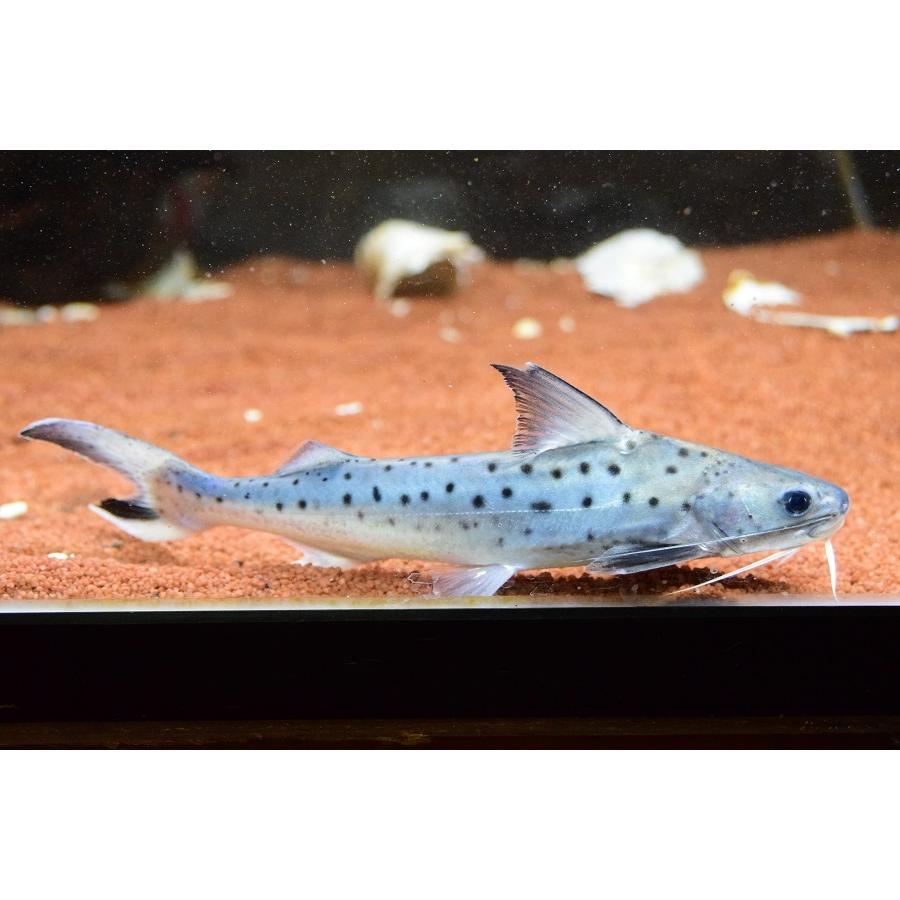 フィダルゴ　”タパジョス”　20cm程