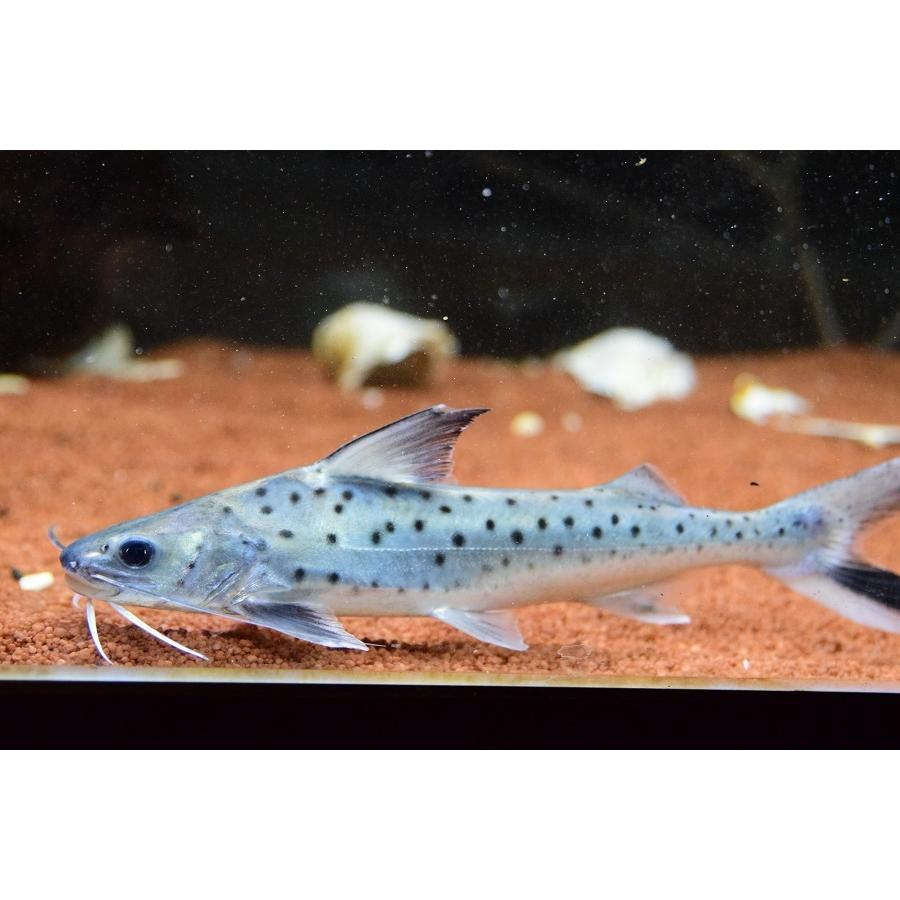 A7人気シール帳 フィダルゴ　”タパジョス”　20cm程 【XUR3043685732】(110880円)