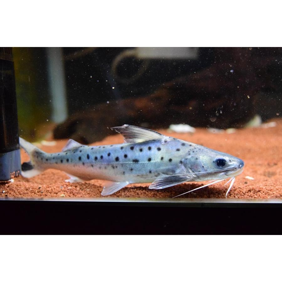 A7人気シール帳 フィダルゴ　”タパジョス”　20cm程 【XUR3043685732】(110880円)