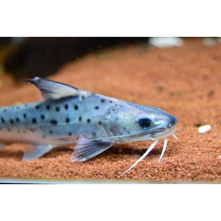 A7人気シール帳 フィダルゴ　”タパジョス”　20cm程 【XUR3043685732】(110880円)