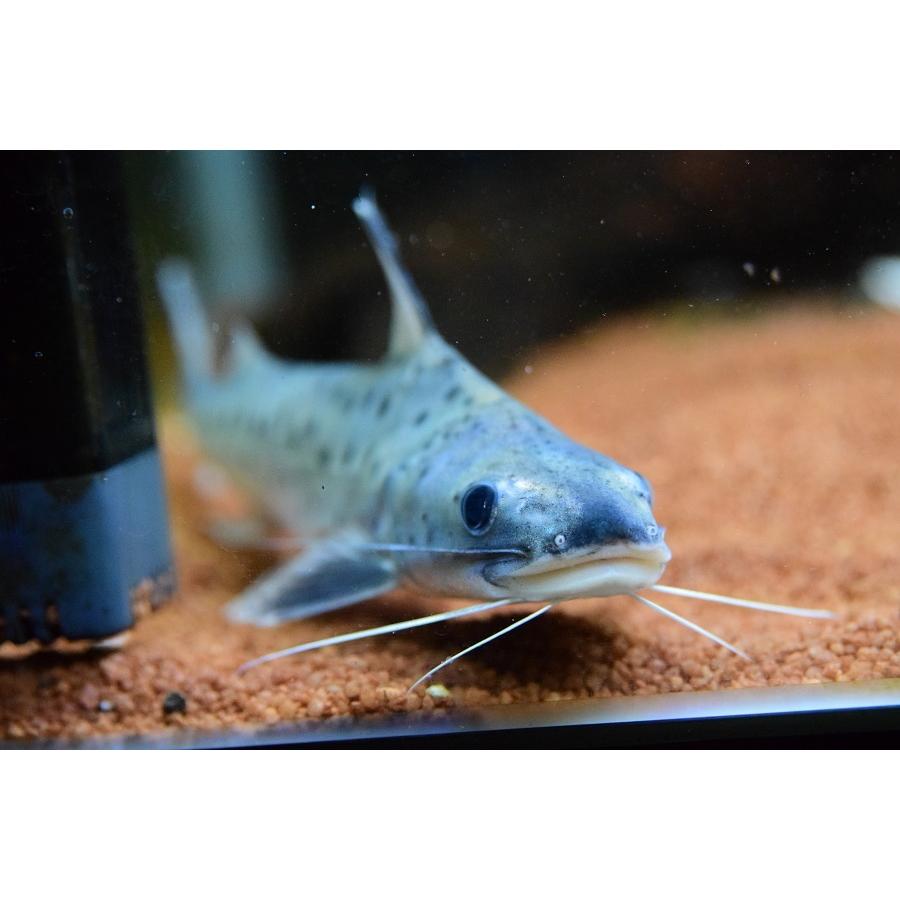 A7人気シール帳 フィダルゴ　”タパジョス”　20cm程 【XUR3043685732】(110880円)