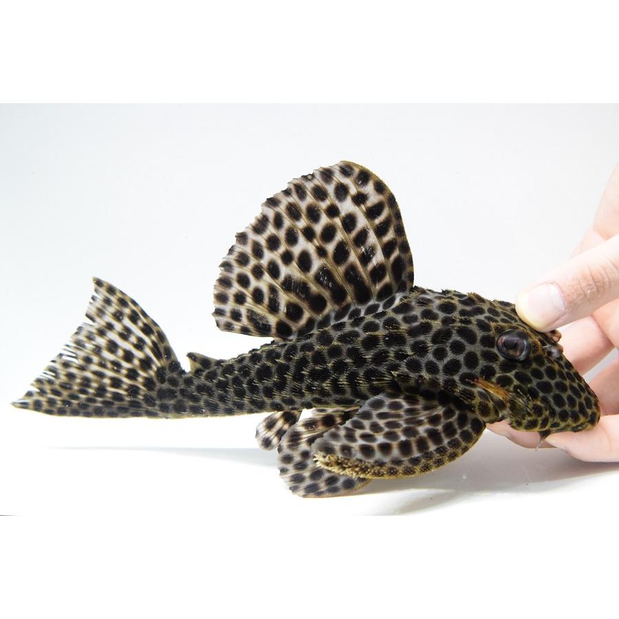 本日価格！！ ヘミアンキストルス・メディアヌス　”マロニーリバー”　26-27cm 【WSO1537159649】(55998円)