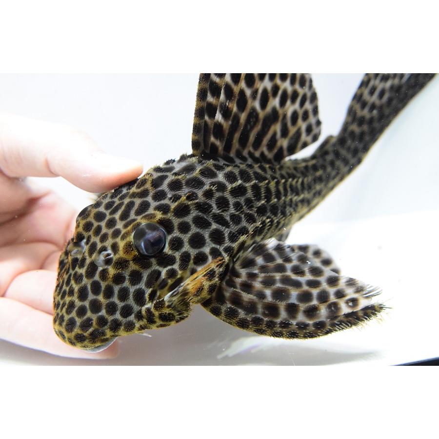 本日価格！！ ヘミアンキストルス・メディアヌス　”マロニーリバー”　26-27cm 【WSO1537159649】(55998円)