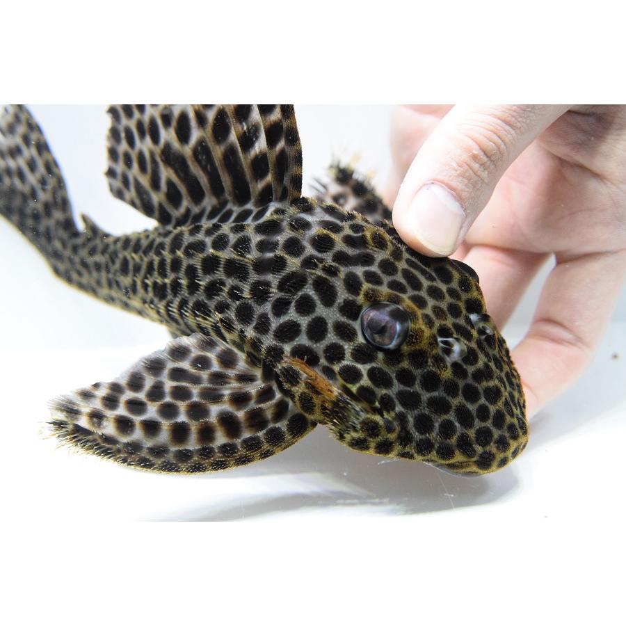 本日価格！！ ヘミアンキストルス・メディアヌス　”マロニーリバー”　26-27cm 【WSO1537159649】(55998円)