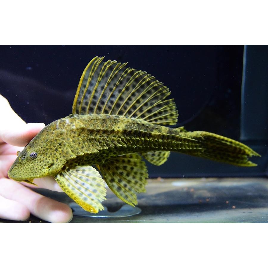 ゴールデンスパイニープレコ　”ペルー”　19cm