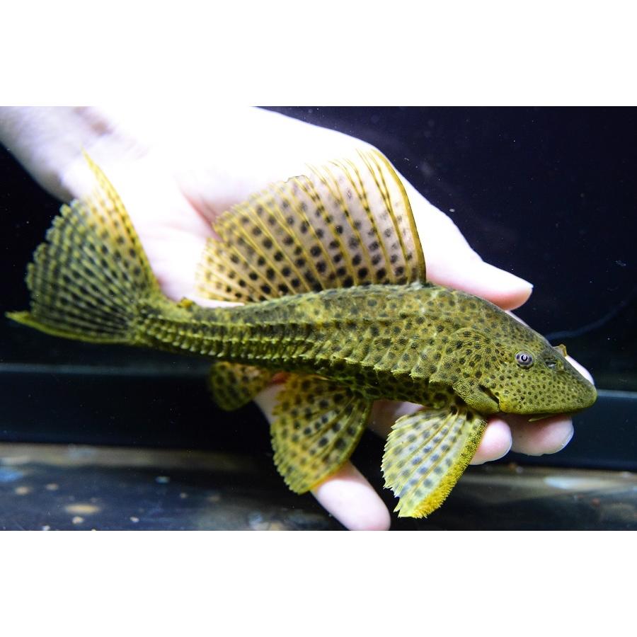 【アウトレット品】 ゴールデンスパイニープレコ　”ペルー”　19cm 【1958048964】(12500円)