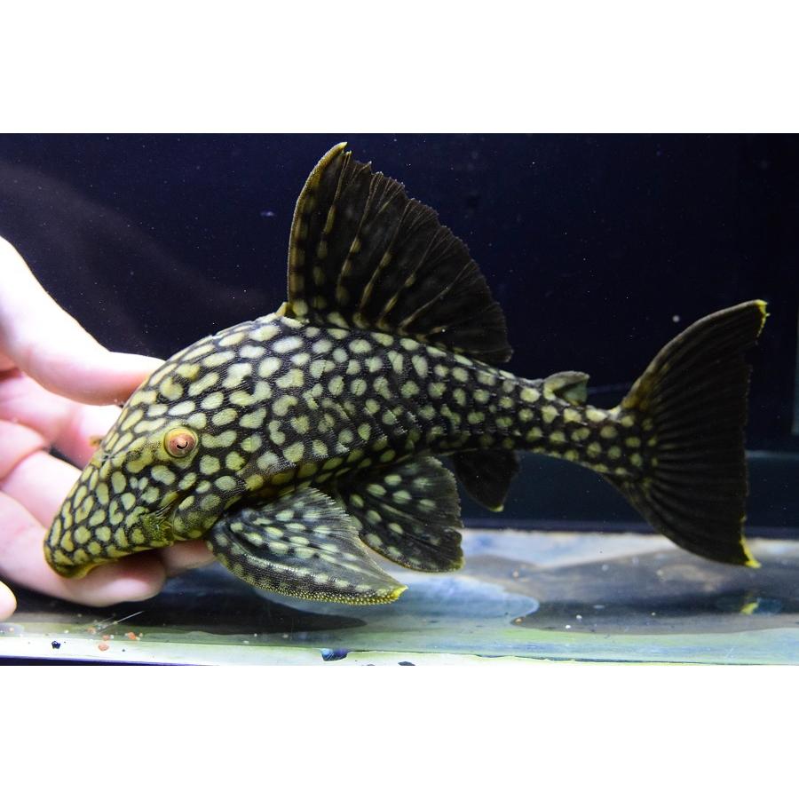 フルスポットロイヤルプレコ　”コロンビア”　22cm
