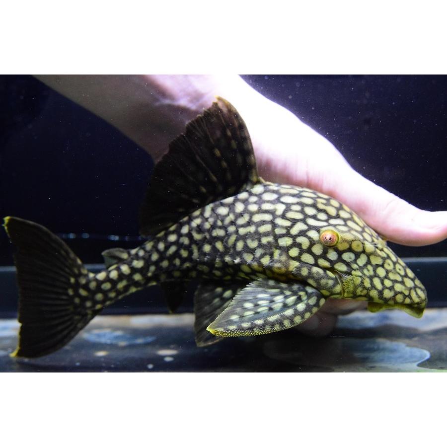 フルスポットロイヤルプレコ　”コロンビア”　22cm 