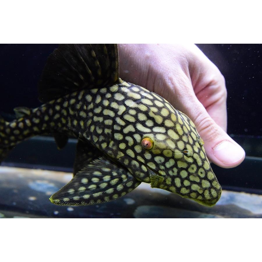 フルスポットロイヤルプレコ　”コロンビア”　22cm 