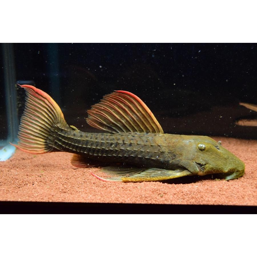 スーパースカーレットトリム パルマス 36cm 熱帯魚 アクアリウム用品 Sacat12 Netのスーパースカーレットトリム World World