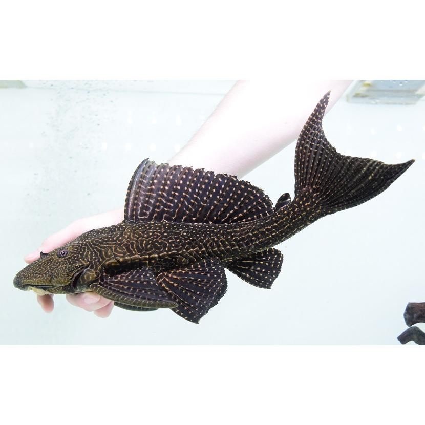 ドラゴンボルダード　”パラナイーバ”　44cm(70000円)